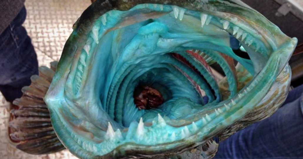 Imagem mostrando o peixe com carne azul