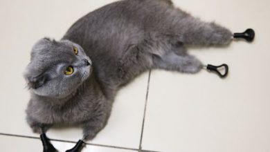 Dymka e suas patas impressas em 3D