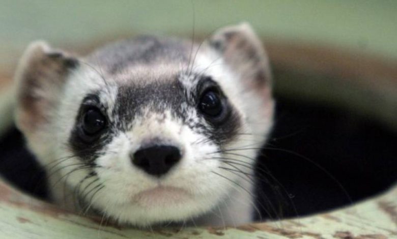 Cientistas-americanos-conseguiram-clonar-especie-em-extincao
