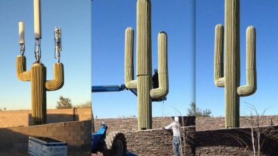 EUA-esconde-antenas-5G-em-Cactos-Gigantes