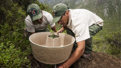 Empresa-cria-vaso-biodegradavel-que-protege-arvores-nas-regioes-aridas
