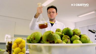 Pesticida natural a base de pequi
