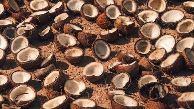 Isopor pode ser substituído por casca de coco como isolante térmico