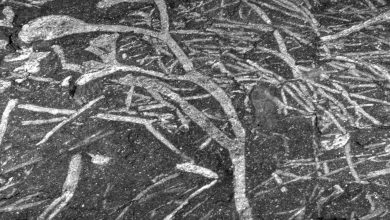 Nos Estados Unidos foram encontrados artefatos de pedra de 9 mil anos