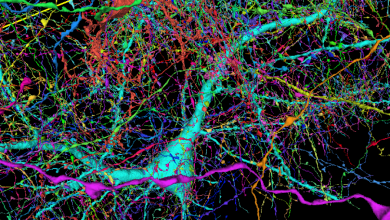 Google e Harvard mapearam cérebro e descobriram quanto cabe de dados