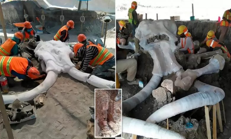 Ossos de dezenas de mamutes são encontrados em construção de aeroporto no México