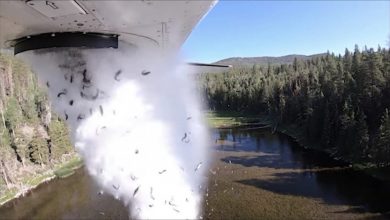 Aviões lançam milhares de peixes do céu para manter a sobrevivência das espécies nos EUA