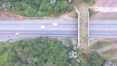 Ponte Verde em São Paulo permite a passagem segura de animais e vira exemplo no país