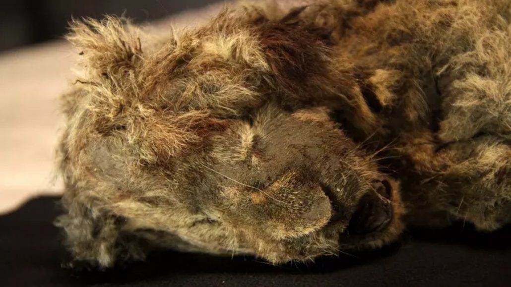 Leão-das-cavernas de 28 mil anos é encontrado com dentes, pele e até bigode intactos