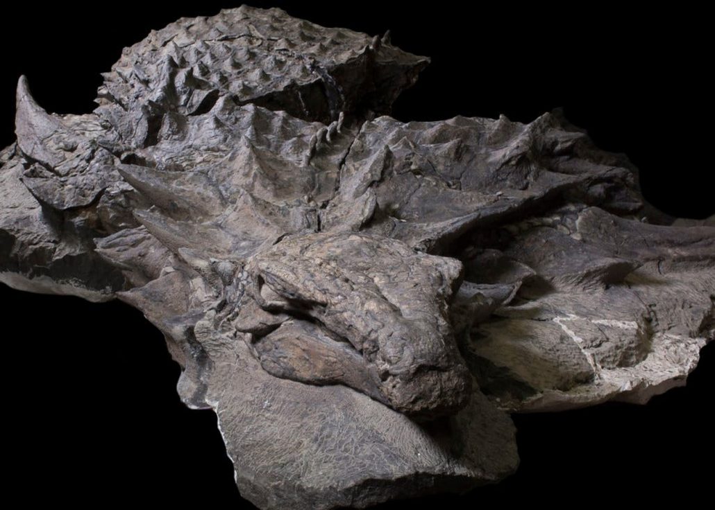 Dinossauro mumificado de 110 milhões de anos é encontrado ainda com pele intacta