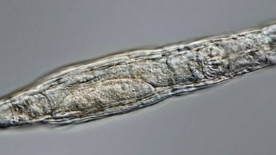 Criatura microscópica de 24 mil anos encontrada no gelo é descongelada e volta a se reproduzir