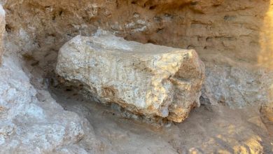 Fóssil de dinossauro encontrado em SP surpreende e interrompe obras de rodovia