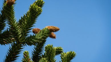 Espécie de árvores da época dos dinossauros estão em extinção: confira