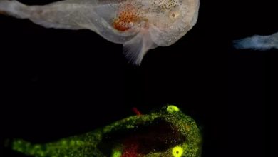 Peixe brilhante com capacidade anticongelante é visto na Groenlândia: veja
