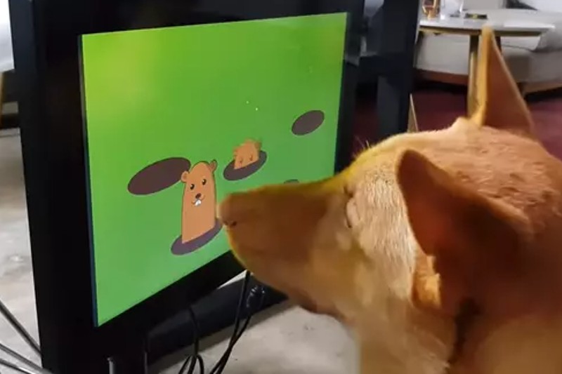 Veja como os cachorros poderão jogar videogame com o seu focinho