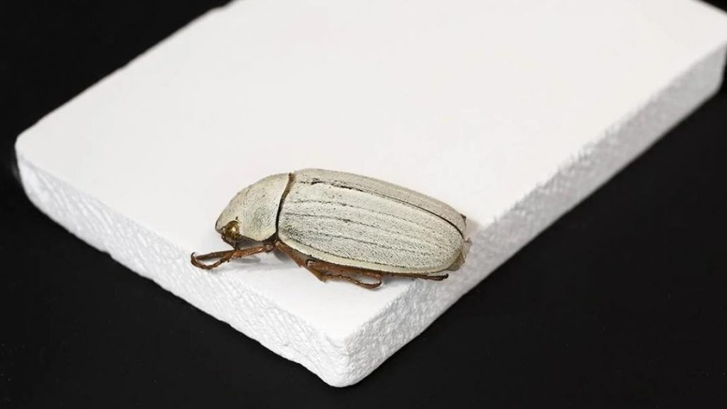 foto da cerâmica com o besouro Cyphochilus em cima