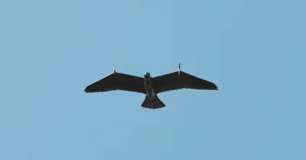 Empresa holandesa lança drone espião em formato de águia