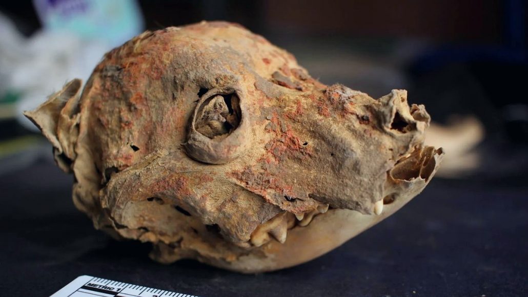 Arqueólogos encontram cão mumificado de 1.200 anos no Peru, o mais antigo do sítio Wari