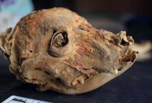 Arqueólogos encontram cão mumificado de 1.200 anos no Peru, o mais antigo do sítio Wari