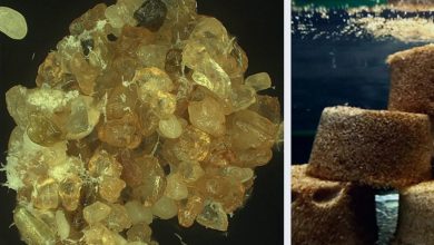 Cientistas transformam areia do deserto em solo que retém 28 vezes mais água